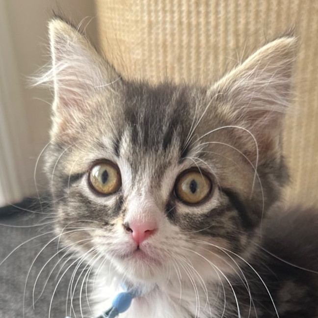 Photo of Teddy
