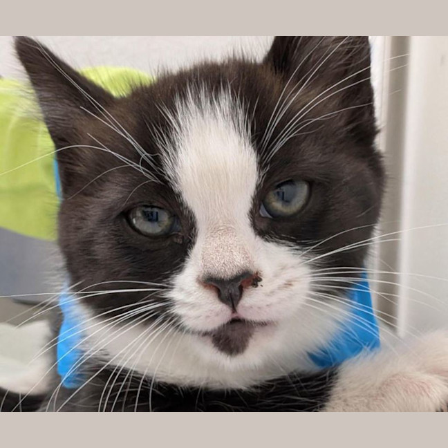 Photo of Sleepy Sloth