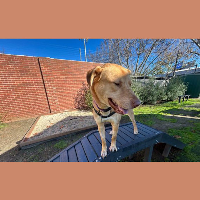 Photo of Whisky