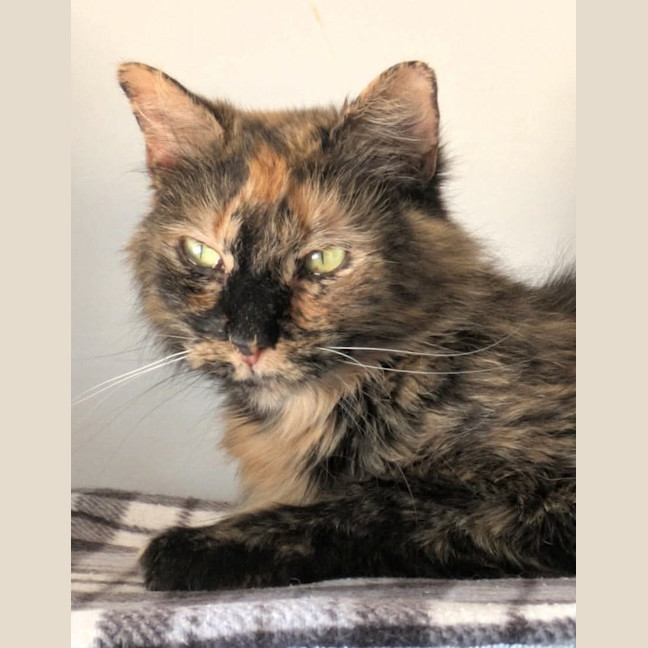 Photo of Belle 