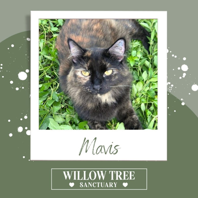 Photo of Mavis
