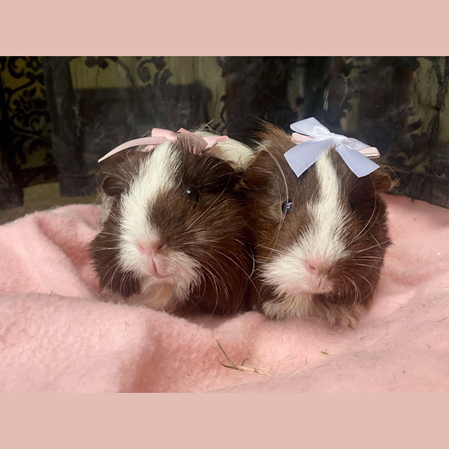 Photo of Coco / Chanel