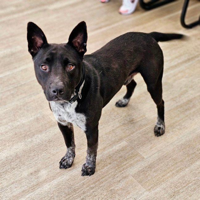 Photo of Dex