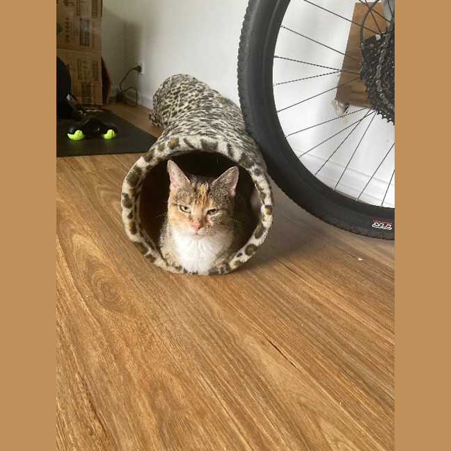 Photo of Marmalade