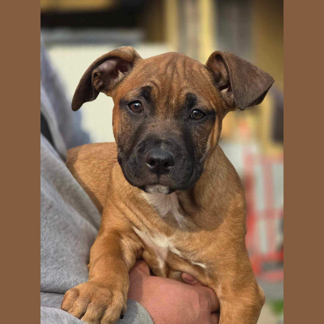 Photo of Kora   Staffy X