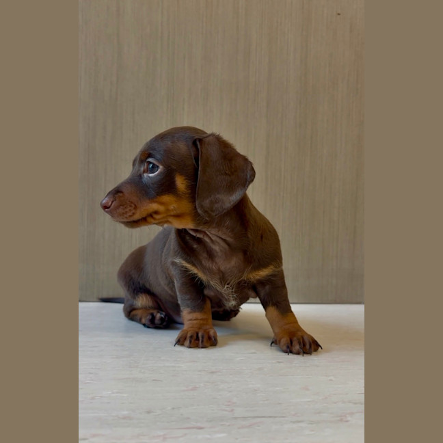 Photo of Alfie