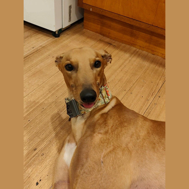 Photo of Scotch Finger
