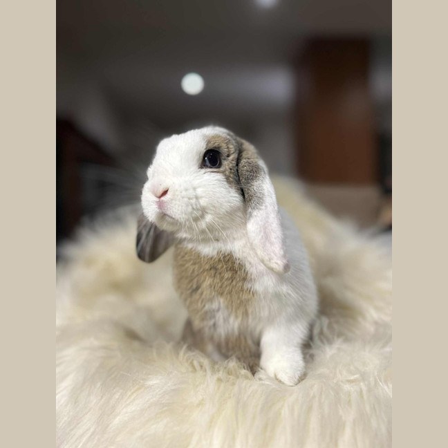 Photo of Daphne 
