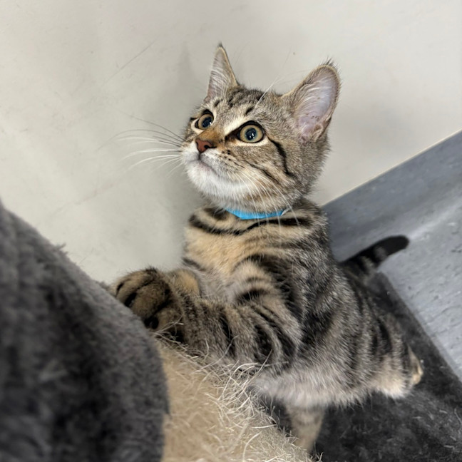 Photo of Scout