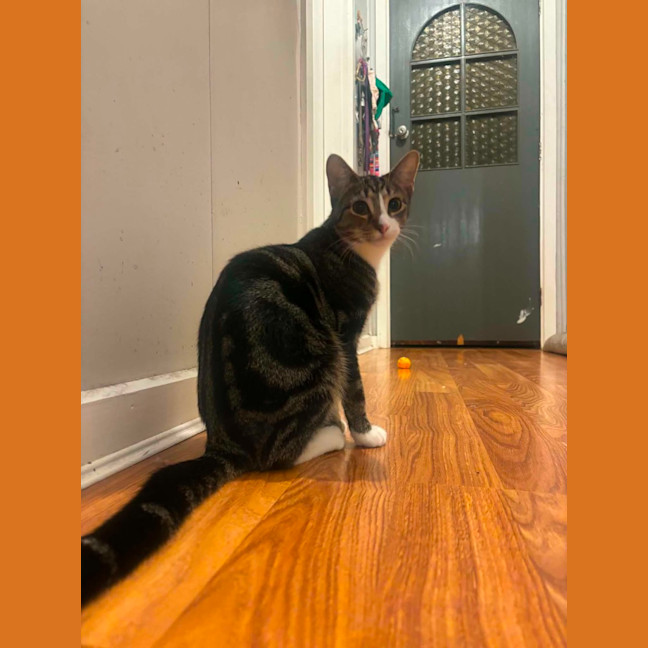 Photo of Pumpkin