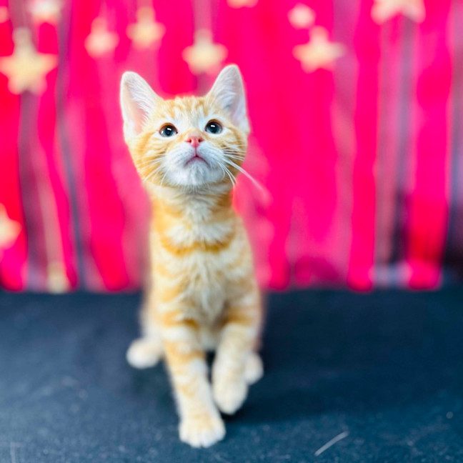 Photo of Tigger (Located In Preston)