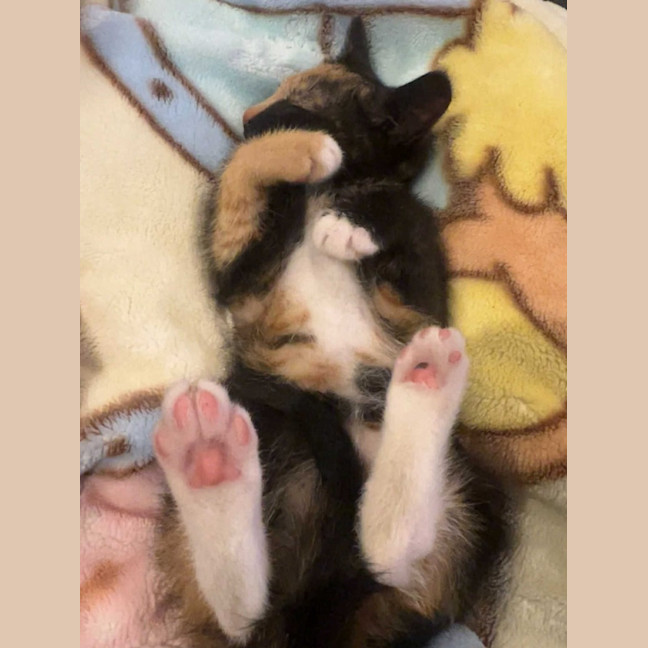 Photo of Clementine 🍊