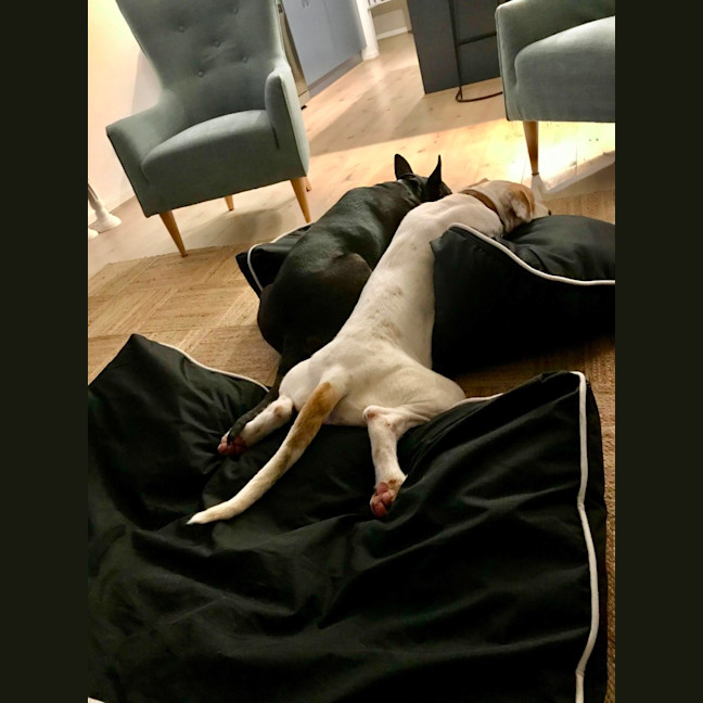Photo of Bella