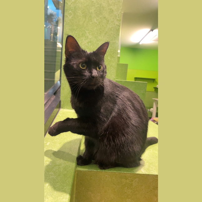 Photo of Shadow