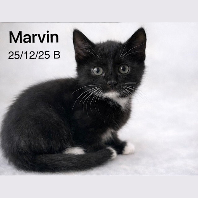 Photo of Marvin