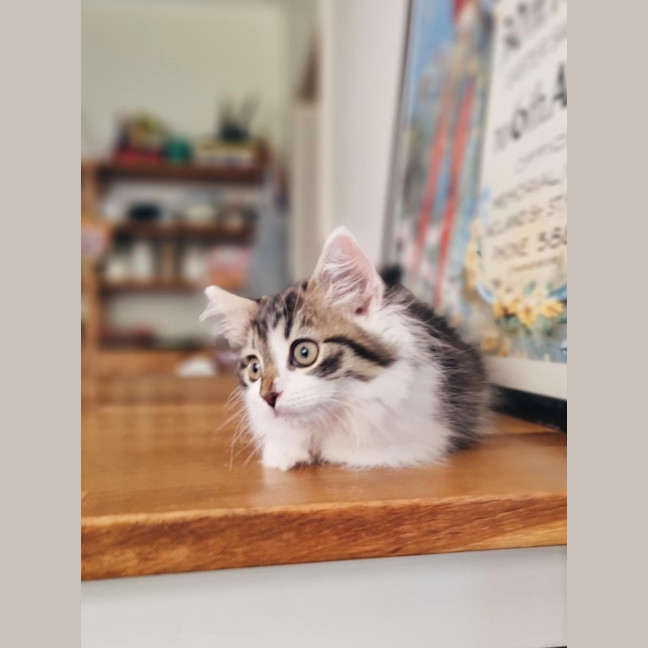 Photo of Mish   Located In Coburg