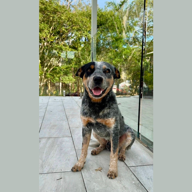 Photo of Apollo