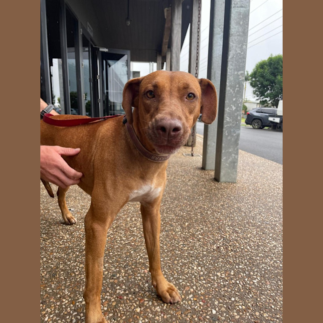 Photo of Cinnamon (Mama Gloves)