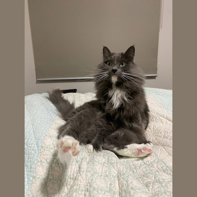 Photo of Oscar