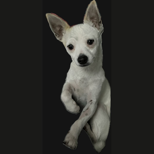 Photo of Bolt