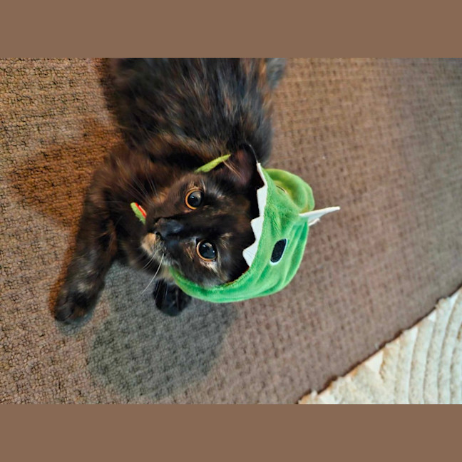 Photo of Annie 