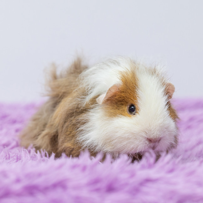 Photo of Milo