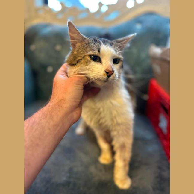 Photo of Jovantay *9 Lives Project Rescue*