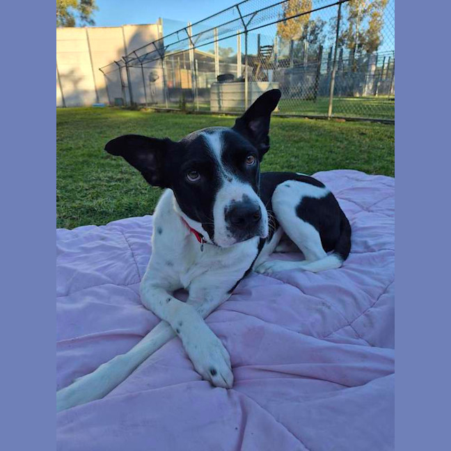 Photo of Dozer
