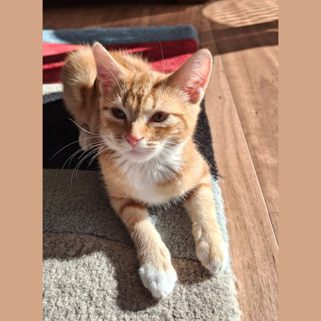 Photo of Garfield