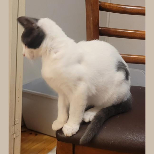 Photo of Popcorn