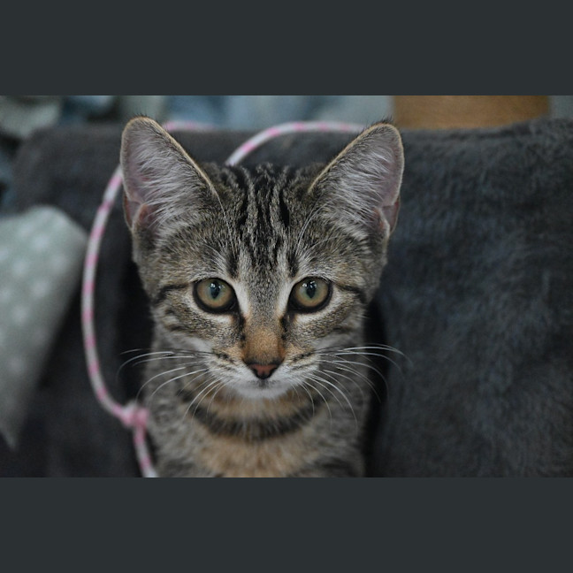 Photo of Princess
