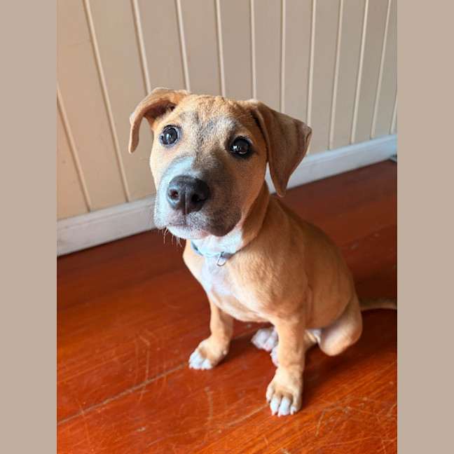 Photo of Ollie