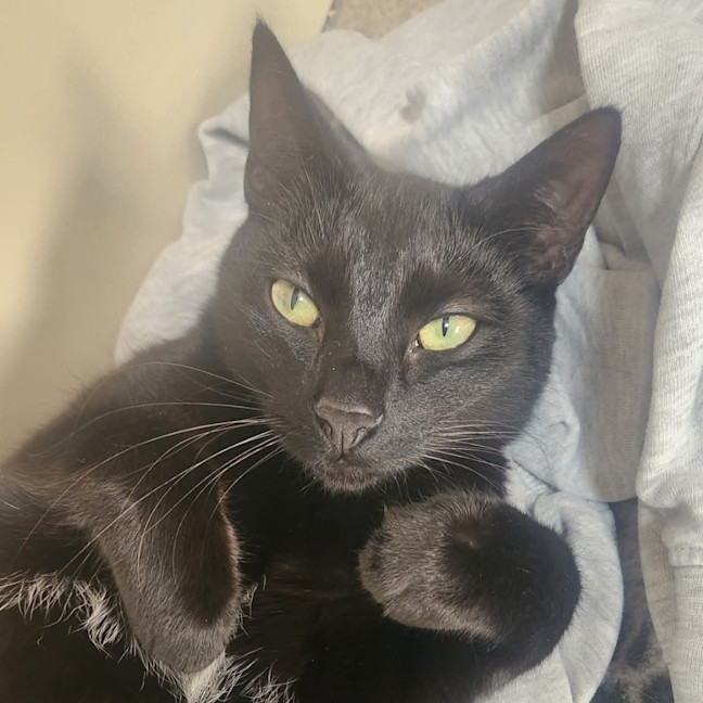 Photo of Aglaea Nova