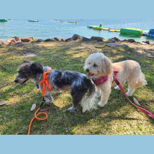 Photo of Charlie   9 Year Old Silky Terrier X
