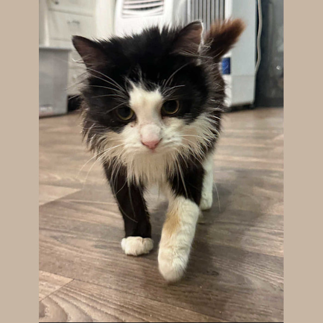 Photo of Smooch * 9 Lives Project Rescue*