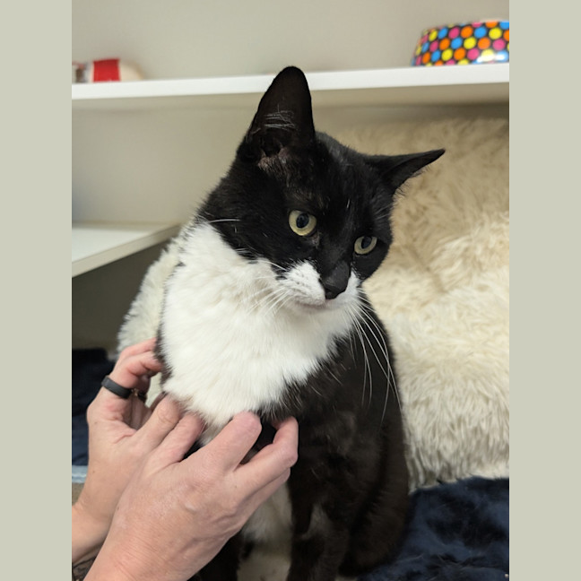 Photo of Postman Pat