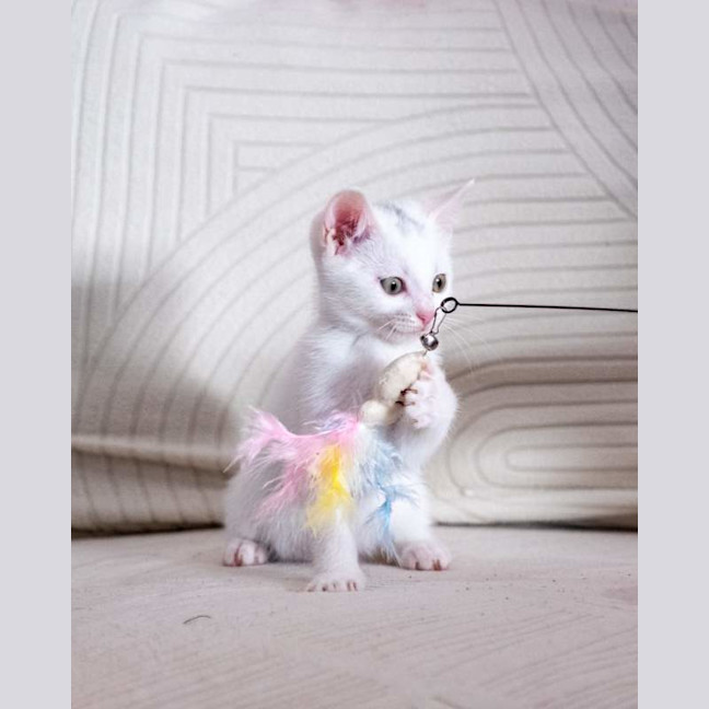 Photo of Pearl