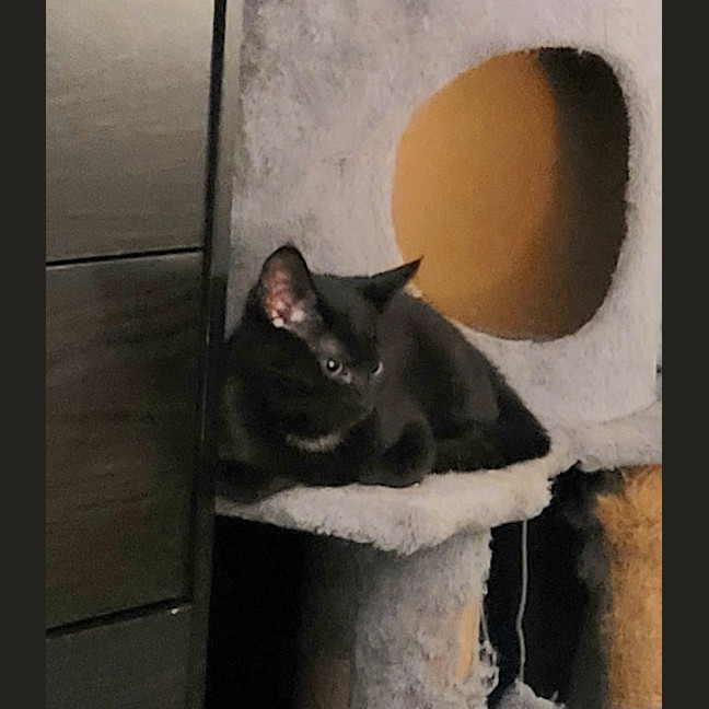 Photo of Nova Moo