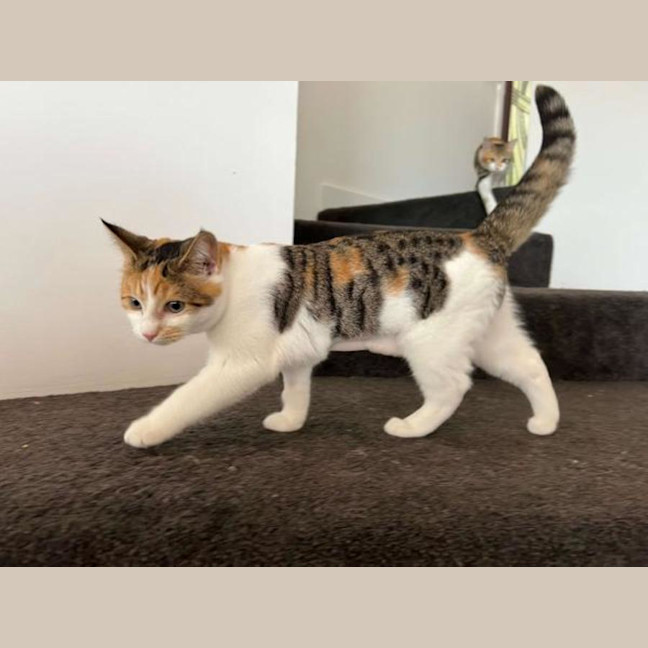 Photo of Daisy