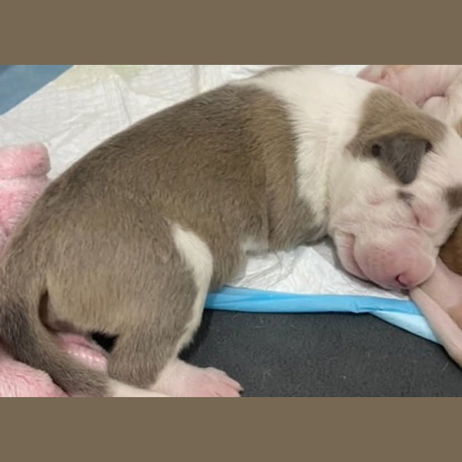 Photo of Jade (Skye's Puppy)