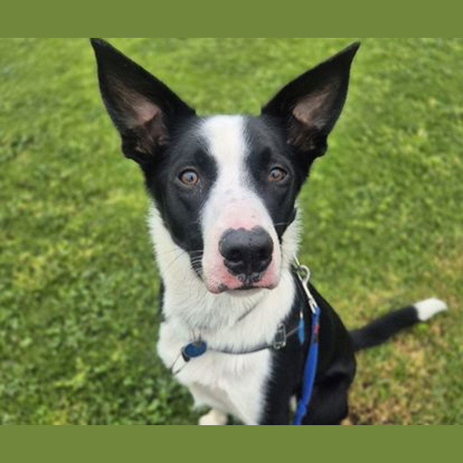 Photo of Sir Remington The 3rd