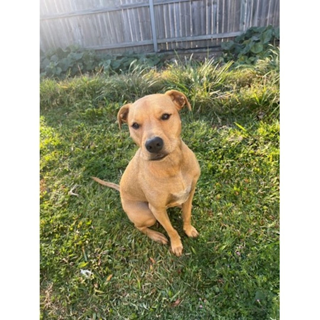 Photo of Edna *$250 Adoption Fee*