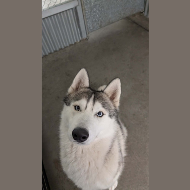 Photo of Hank