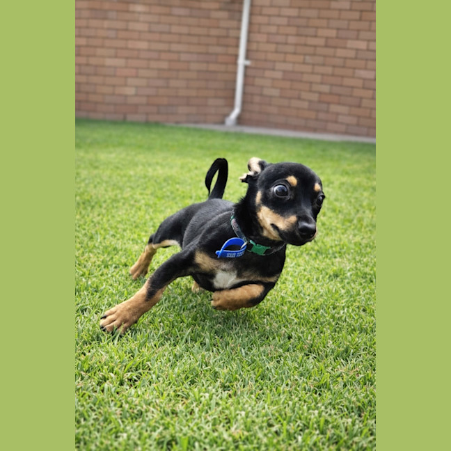 Photo of Gus   14 Week Old Chihuahua X Dachshund