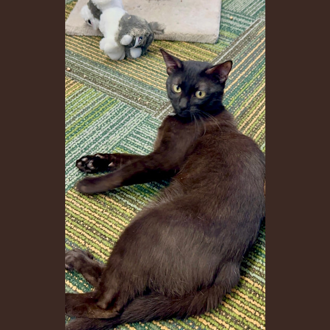 Photo of Shadow
