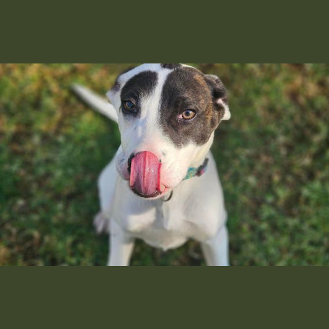 Photo of Louie
