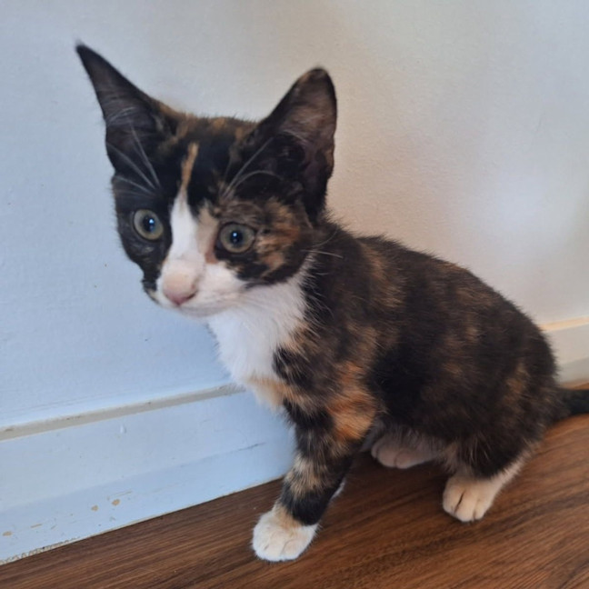 Photo of Muffin