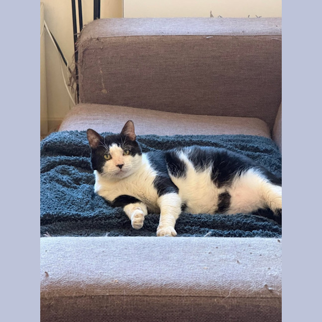 Photo of Carl   In Foster Care In Tranvancore