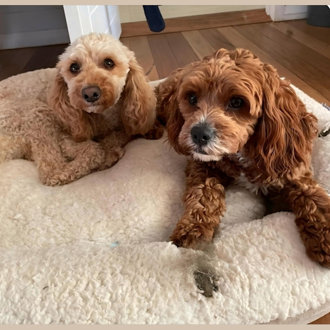 Photo of Kai And Kobi