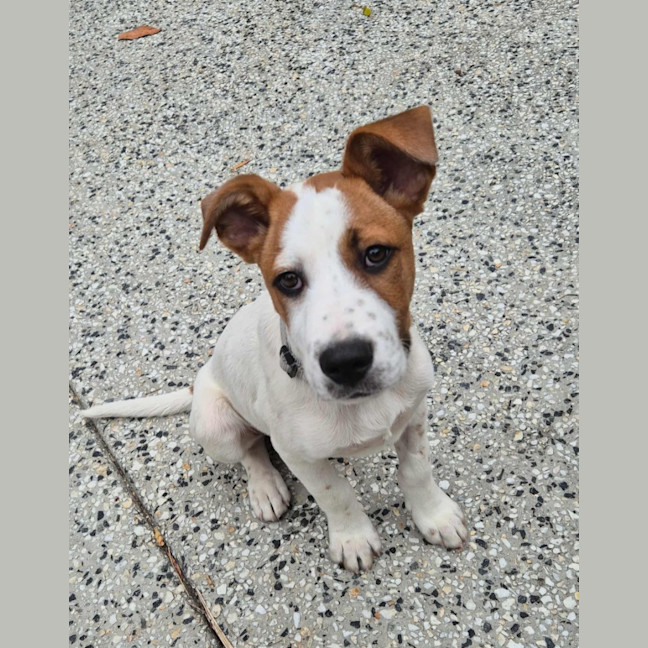 Photo of Benji